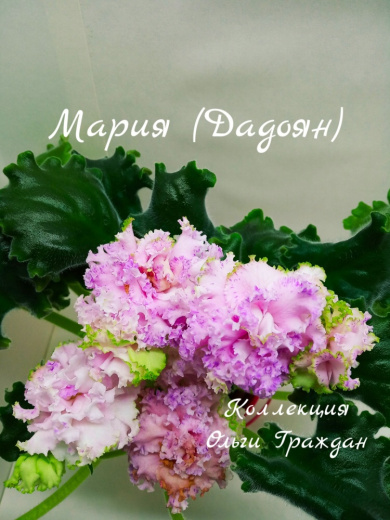 Мария (Дадоян)