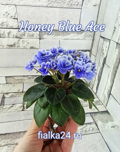 Honey Blue Ace (Pittman)
