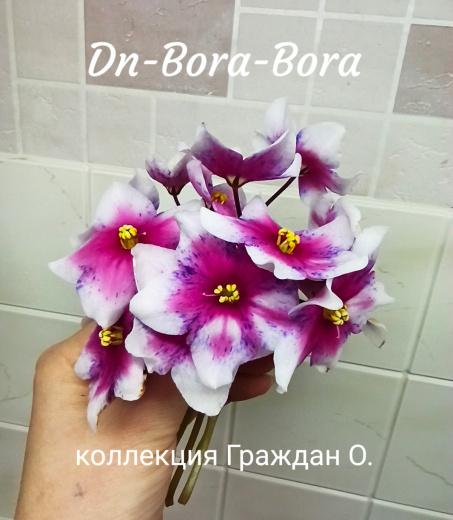 Dn-Bora-Bora