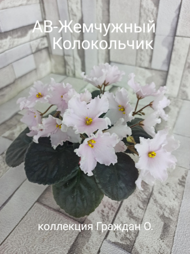АВ-Жемчужный Колокольчик