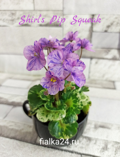 Shirl’s Pip Squeak  (Sanders) 
