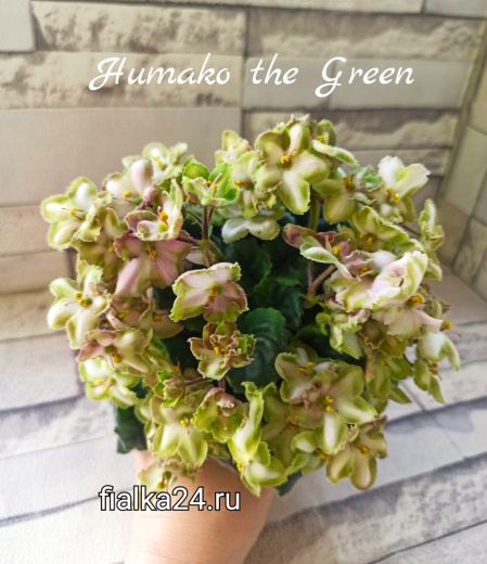 Humako The Green (Humako)