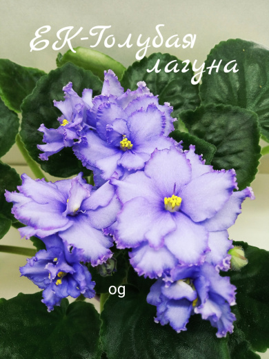 ЕК-Голубая лагуна