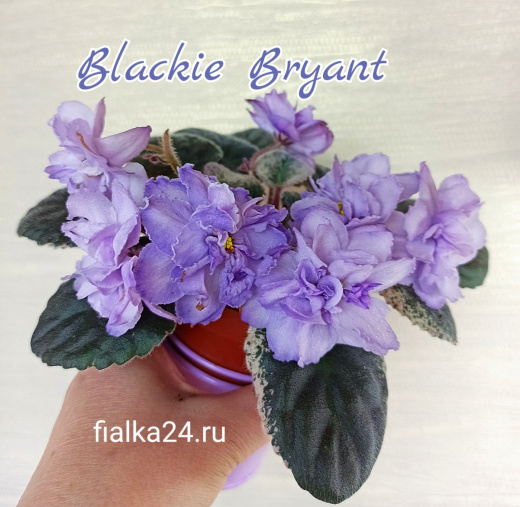 Blackie Bryant (B.Bryant)