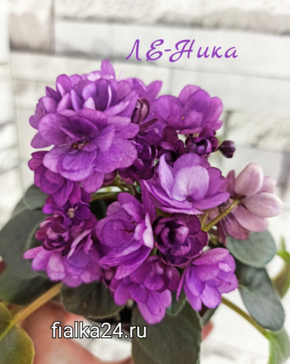 ЛЕ-Ника
