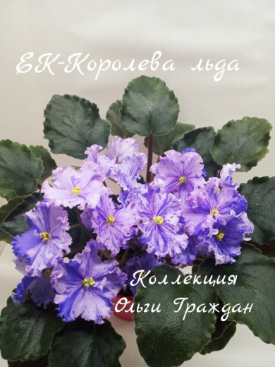 ЕК-Королева Льда