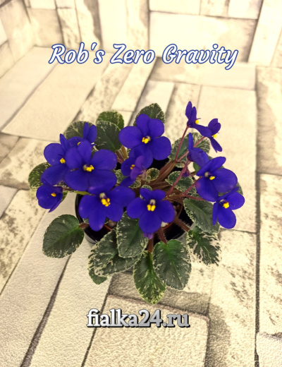 Rob’s Zero Gravity (Robinson)