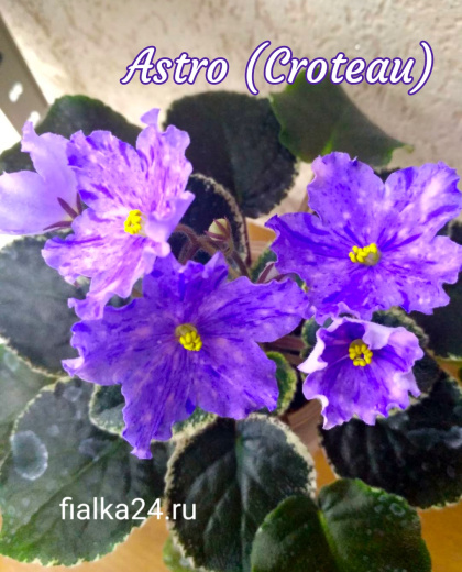 Astro (Croteau)