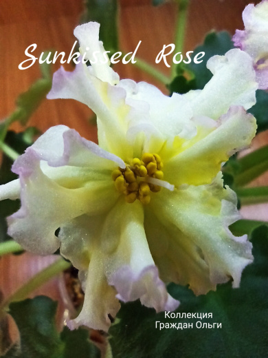 Sunkissed Rose (LLG/Herringshaw)