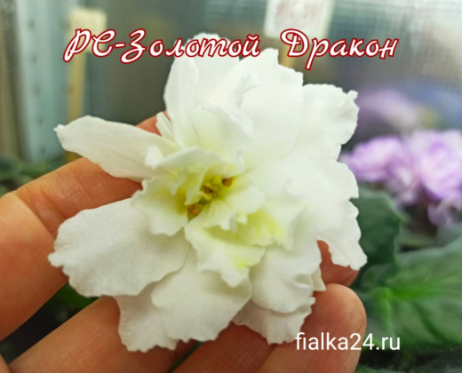 РС-Золотой Дракон