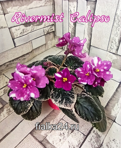 Rivermist Calypso (J.Baker)