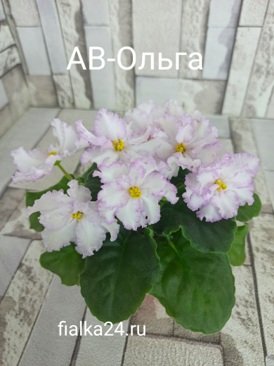 АВ-Ольга