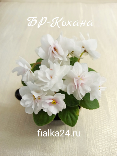 БР-Кохана