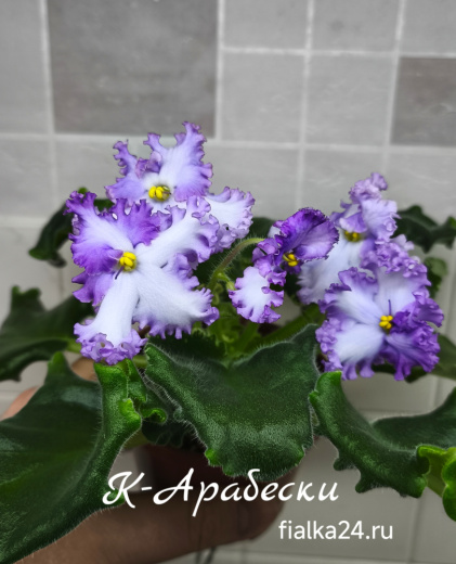 К-Арабески