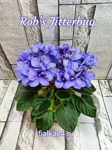 Rob's Jitterbug (Robinson)