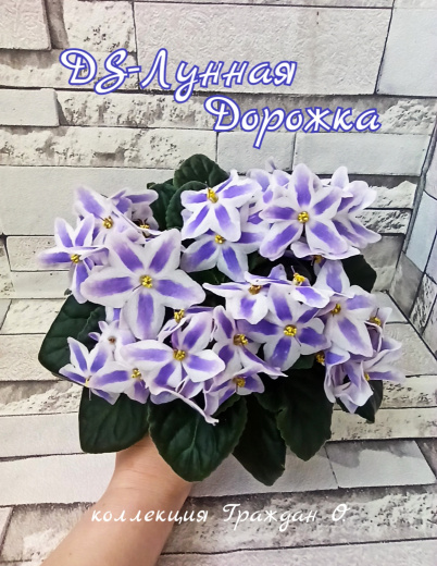 DS-Лунная дорожка