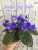 Senk's Big Bells (Follett/Senk)