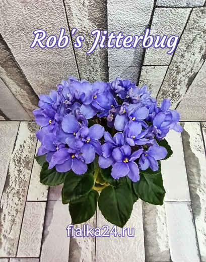 Rob's Jitterbug (Robinson)