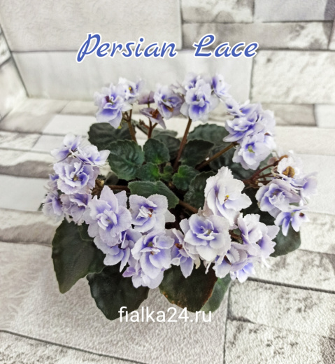 Persian Lace (Sorano)