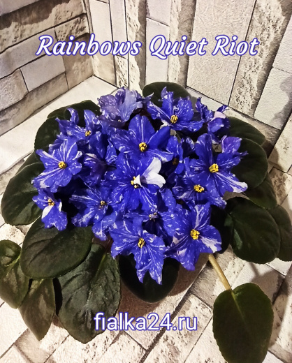 Rainbows Quiet Riot (Wasmund)