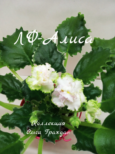 ЛФ-Алиса