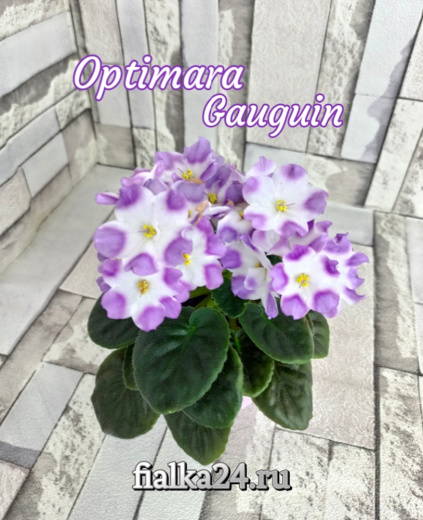 Optimara Gauguin (Holtkamp)