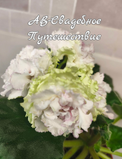 АВ-Свадебное Путешествие