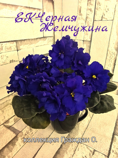 ЕК-Черная Жемчужина