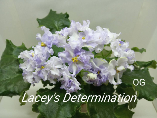Lacey’s Determination (LLG)