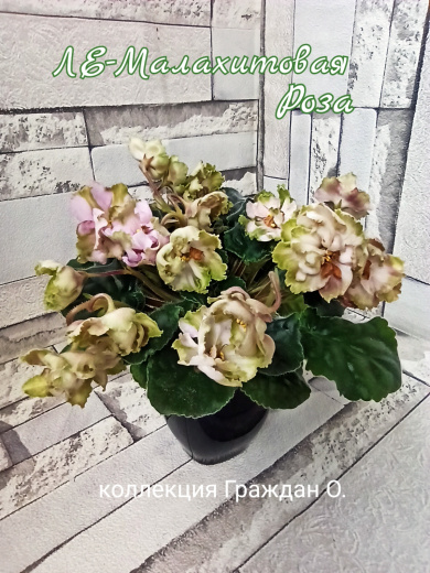 ЛЕ-Малахитовая роза