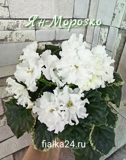 Ян-Морозко