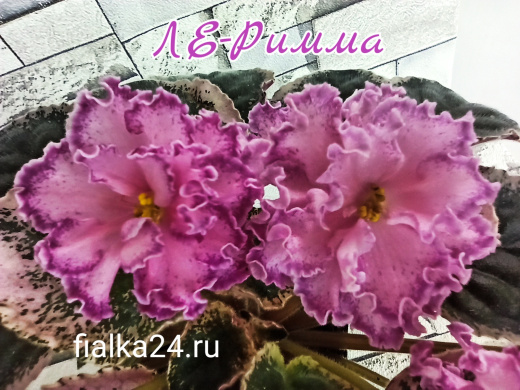 ЛЕ-Римма