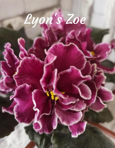Lyon's Zoe (Sorano)