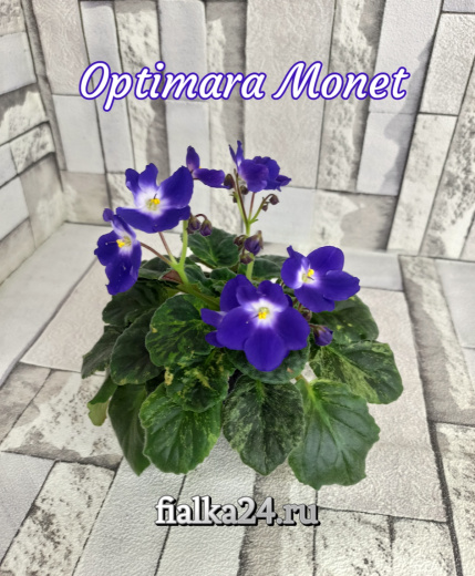Optimara Monet (Holtkamp)