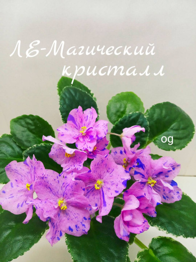 ЛЕ-Магический кристалл