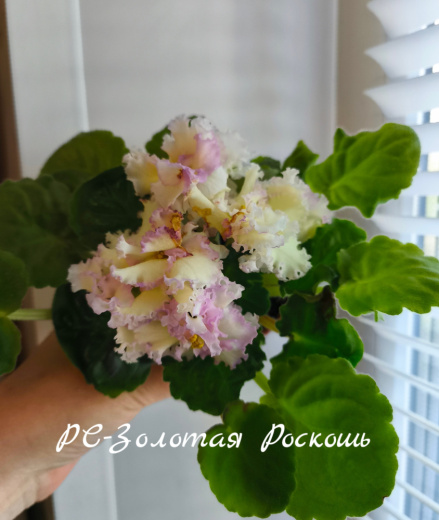 РС-Золотая Роскошь