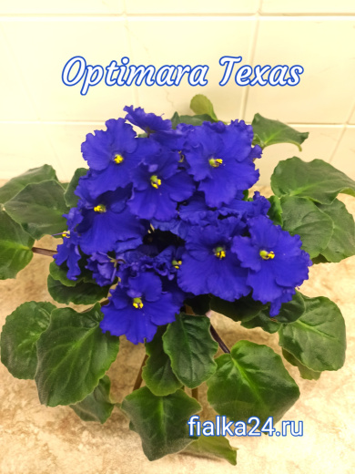 Optimara Texas (Holtkamp)