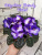 City-Line Trendy Violet (Marienoord)