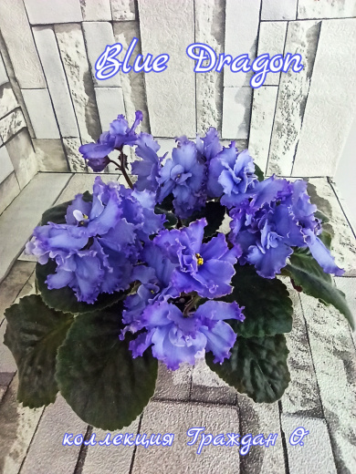 Blue Dragon (Sorano)