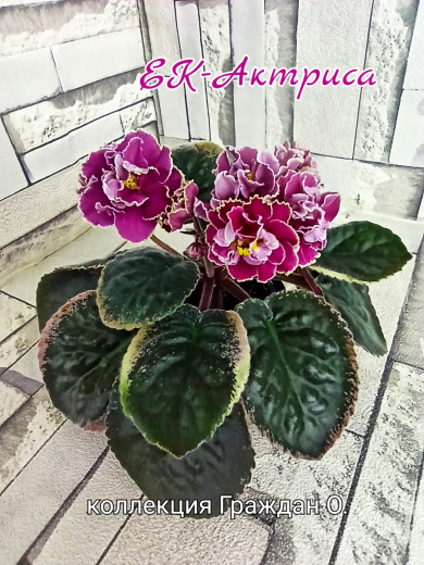 ЕК-Актриса