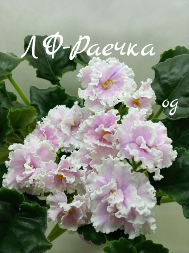 ЛФ - Раечка