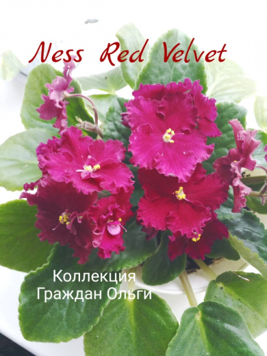 Ness Red Velvet (Ness)
