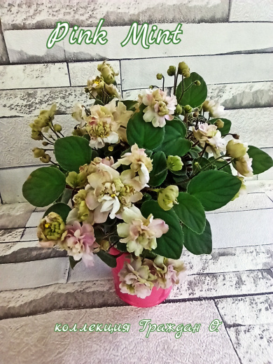 Pink Mint (Sorano)