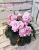 Humako Pink Wave (Humako)