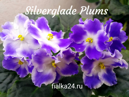 Silverglade Plums (Harrison)