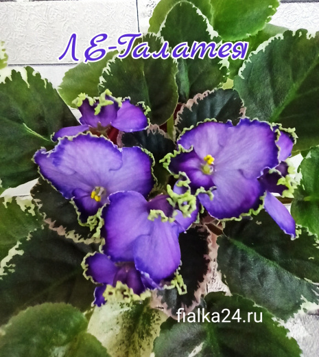 ЛЕ-Галатея