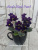 Mac's Black Pearl (McDonald)