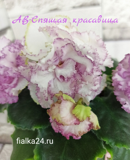 АВ-Спящая Красавица