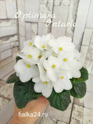 Optimara Ontario (Holtkamp)