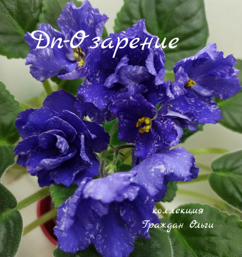 Dn - Озарение